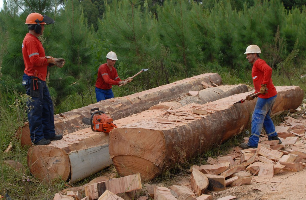 3 men work in safety gear to flatten out 12 very large felled trees so they can be made into a bridge. 