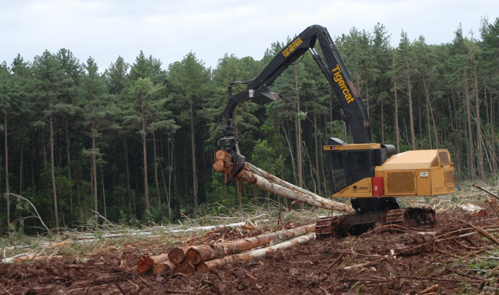 A Mackolines Machines & Hire LS855C shovel logger reorienting bunches of trees. Trees line the background.