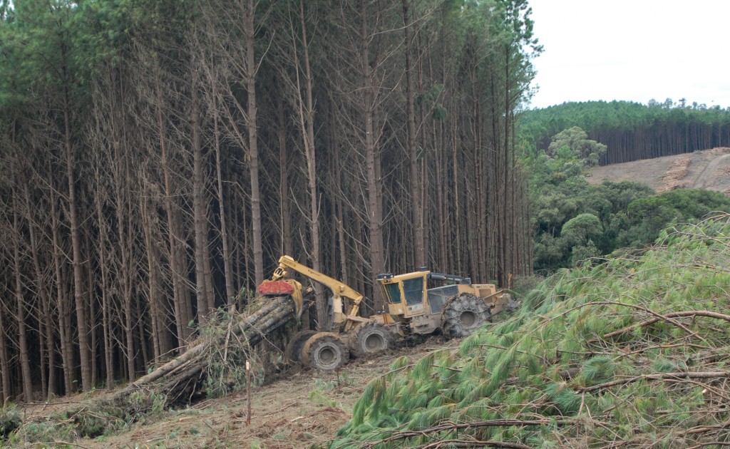 The Santa Catarina fronts consistantly produce 1800 tonnes per day.