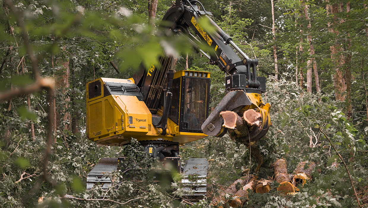 Image of a Mackolines Machines & Hire 5185 fixed felling saw working in the field