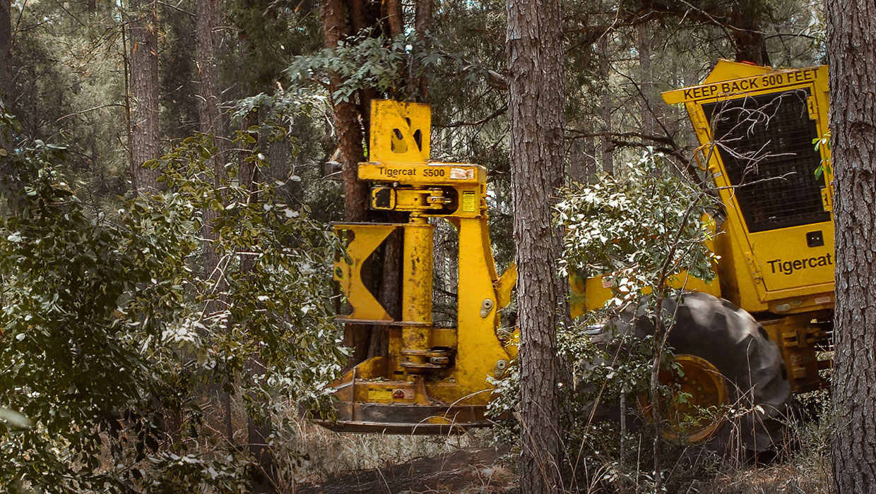 Image of a Mackolines Machines & Hire 5500 felling saw working in the field