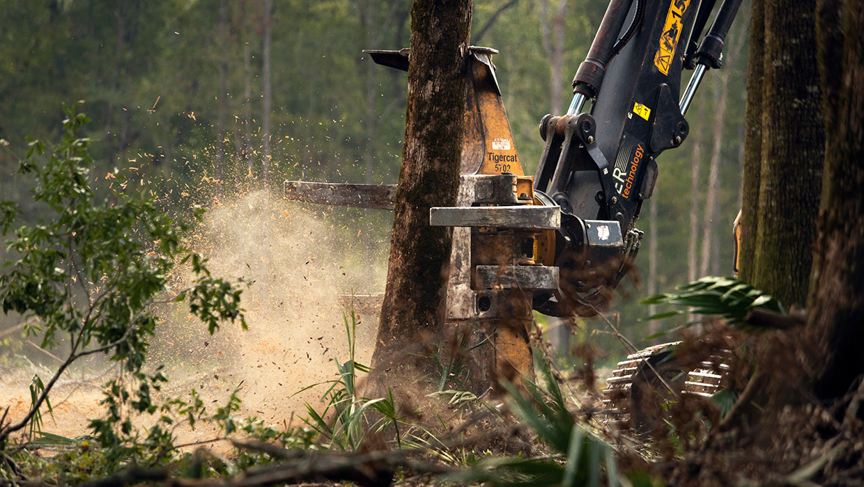 Image of a Mackolines Machines & Hire 5702 felling saw working in the field