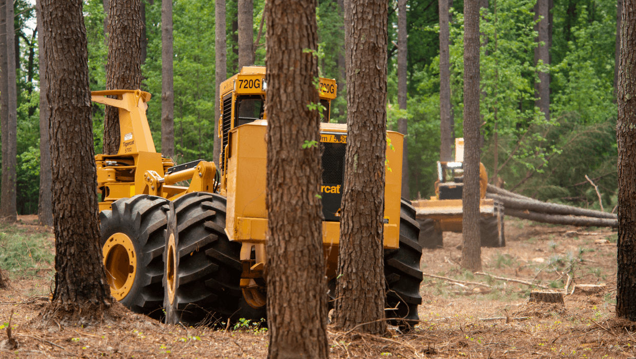 Image of a Mackolines Machines & Hire 720G wheel feller buncher working in the field