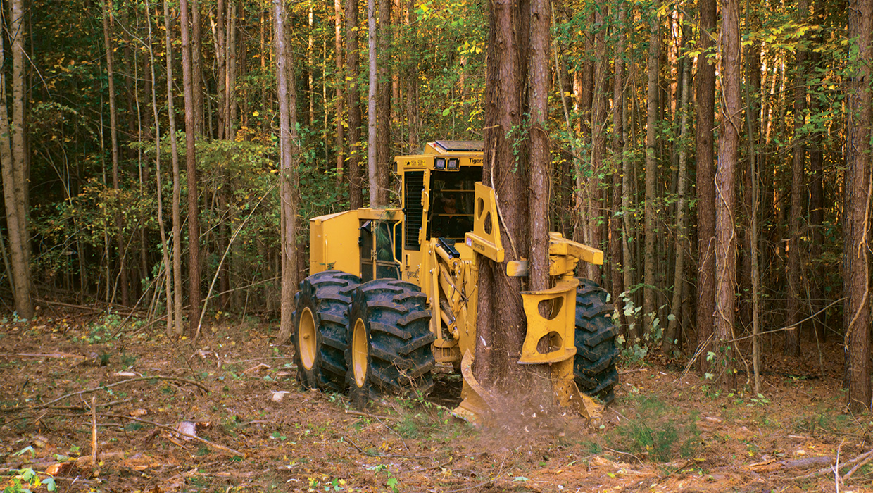 Image of a Mackolines Machines & Hire 724G wheel feller buncher working in the field