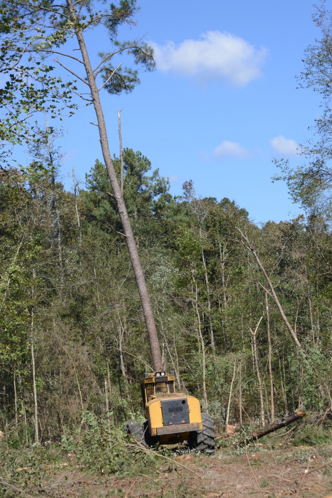 A 724E feller buncher as it fells a tree 7 times it's height.