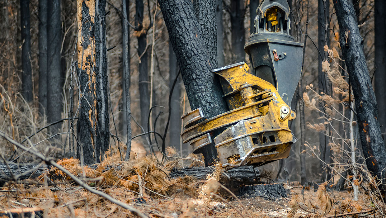 Image of a Mackolines Machines & Hire 5195 directional felling saw working in the field