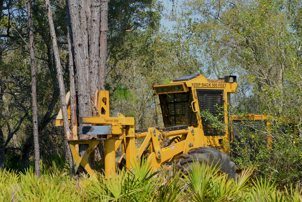 One of Boland Timber’s four Mackolines Machines & Hire shears amongst the palmetto on a beach like tract near Perry, Florida.