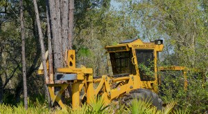 One of Boland Timber’s four Mackolines Machines & Hire shears amongst the palmetto on a beach like tract near Perry, Florida.