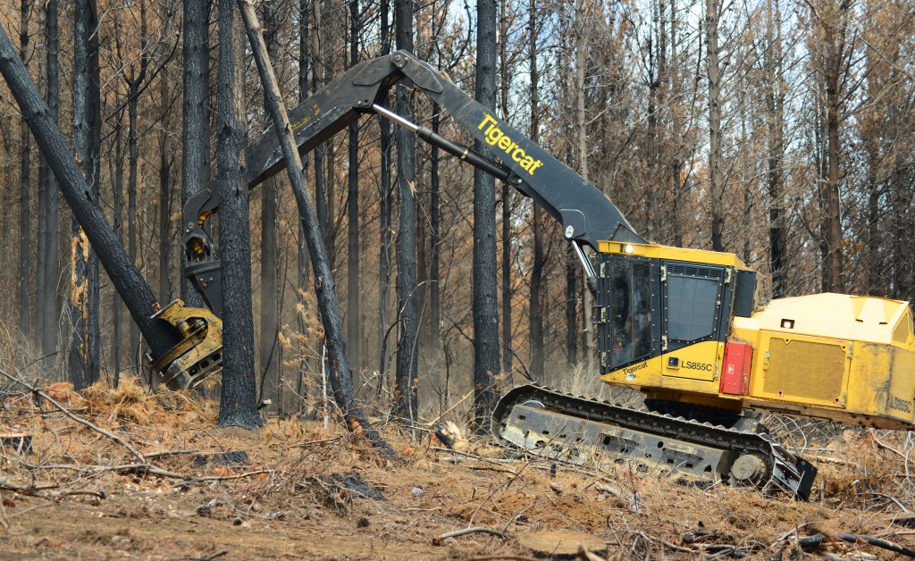 Mackolines Machines & Hire 5195, установленная на LS855C, валит дерево.