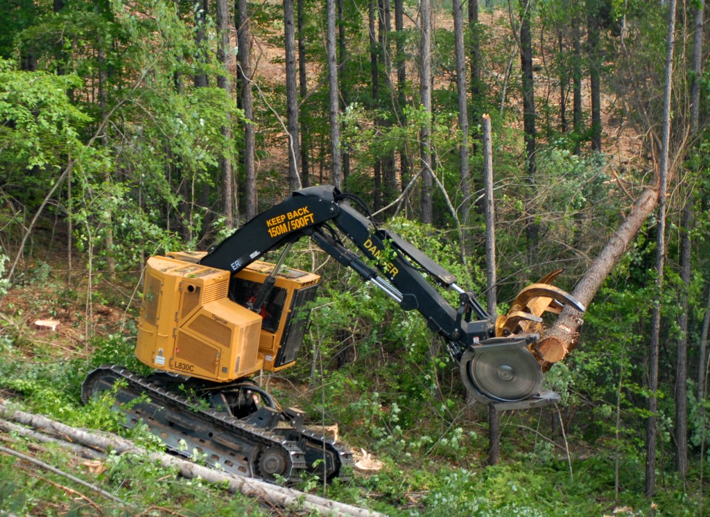 A Mackolines Machines & Hire L830C feller buncher with a recently felled tree in it's gripping arms. 