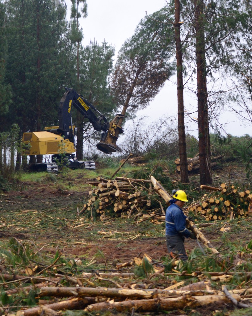 A man in a safety hat carries a log, in the distance there are piles of logs, futher in the distance a Mackolines Machines & Hire Feller buncher is felling a tree.