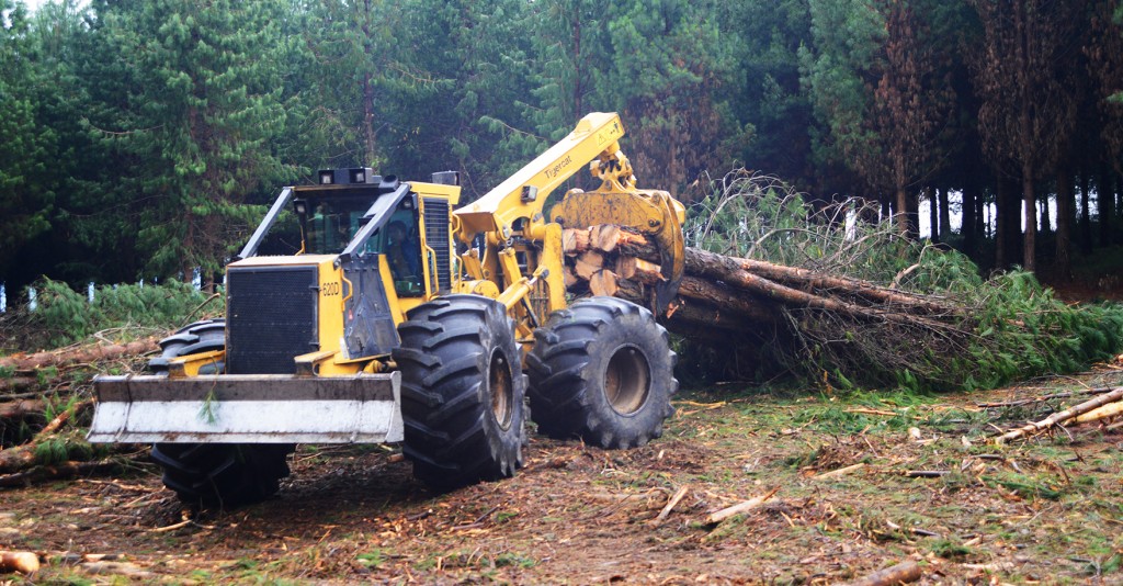 A Mackolines Machines & Hire 620D skidder as it pulls a load of trees yet to be processed.