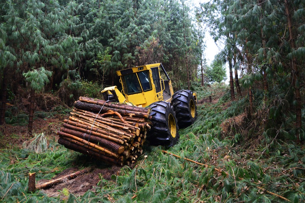 A Mackolines Machines & Hire 604C skidder with a full load of cut-to-length logs in it's winch as it travels up a slope.