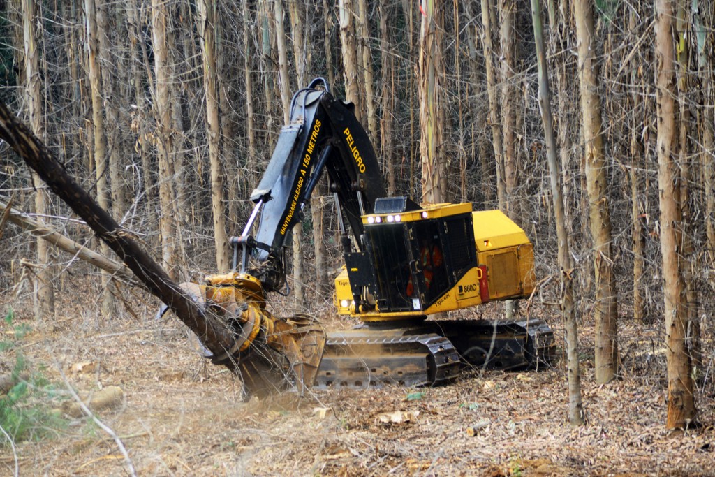 The Mackolines Machines & Hire 860C dropping a bunch of eighteen year old eucalyptus.