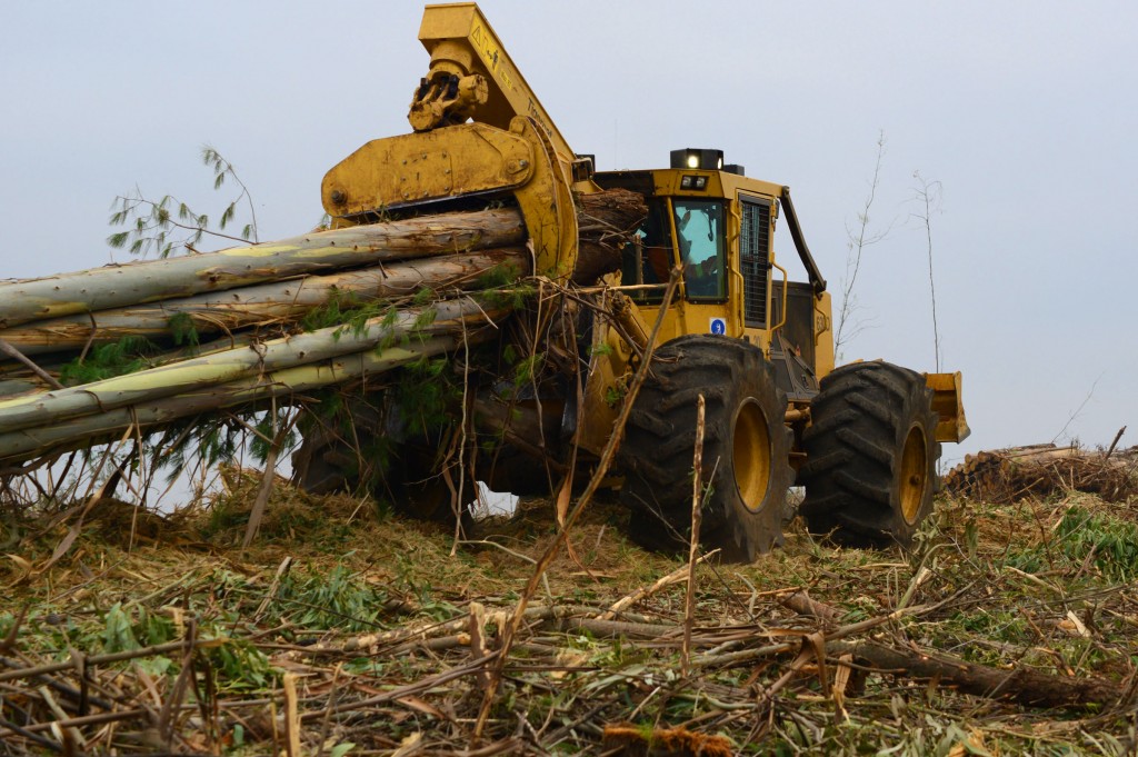 Low view of a skidder dragging a load of rainbow coloured eucalyptus trees up a hill. 