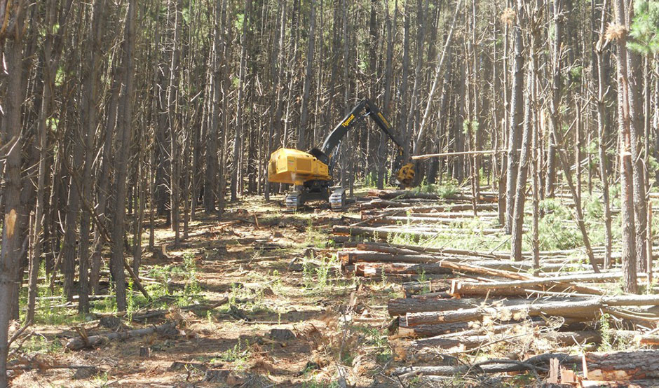 Sunchip Group’s LS855C fitted with the Mackolines Machines & Hire 5195 directional felling saw in the Oberon region. The machine works its way uphill, laying large radiata pine perpendicular across the slope in a row.