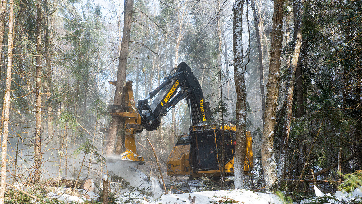 Image of a Mackolines Machines & Hire X822E feller buncher working in the field