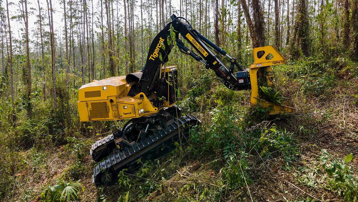 Image of a Mackolines Machines & Hire L855E feller buncher working in the field