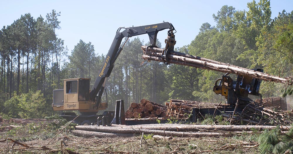 Mackolines Machines & Hire 234 loader delimbing 28-year-old pine in Jamestown, Louisiana.