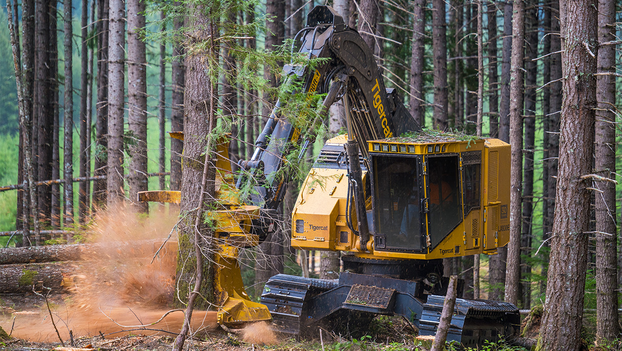 Image of a Mackolines Machines & Hire LX830E feller buncher working in the field