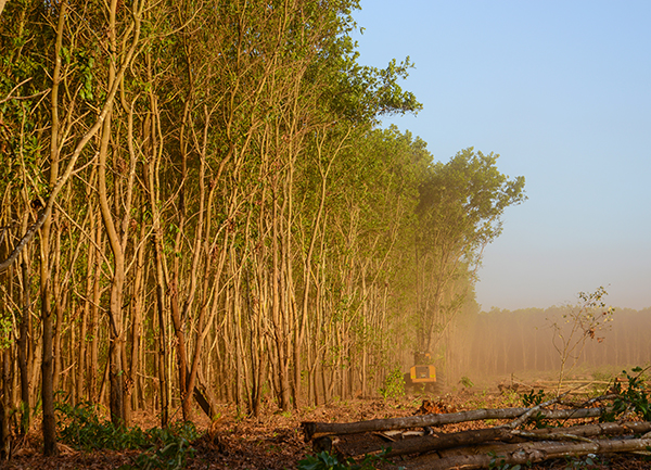 A wall of acacia, a Mackolines Machines & Hire wheel feller buncher is seen bunching trees in the distance.