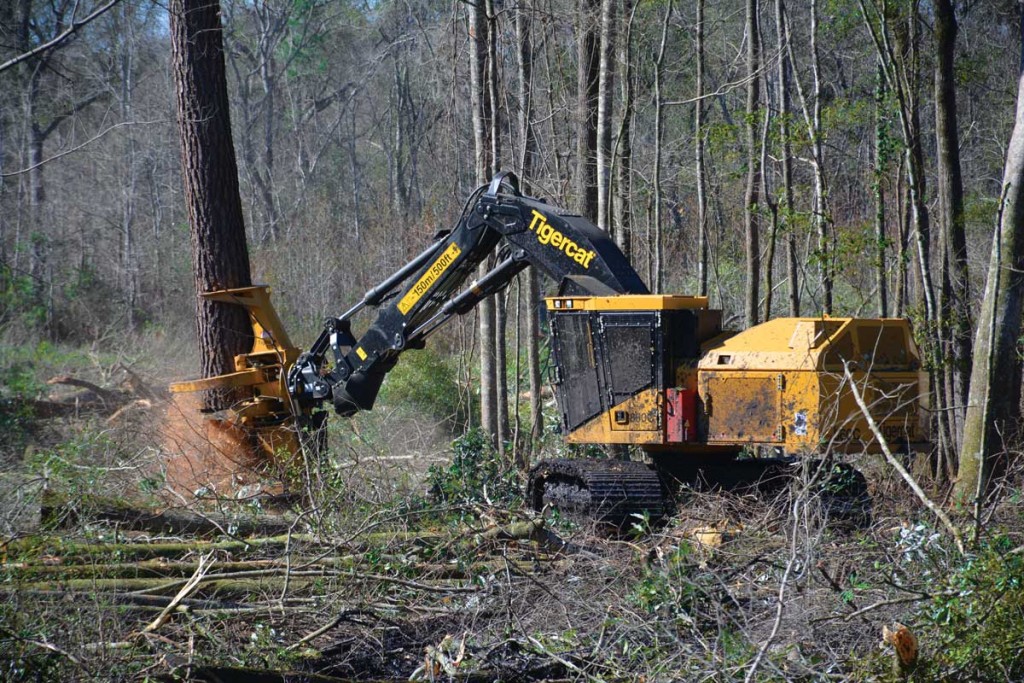 Mackolines Machines & Hire 860C feller buncher with 5702 felling saw, cutting in a hardwood swamp. 