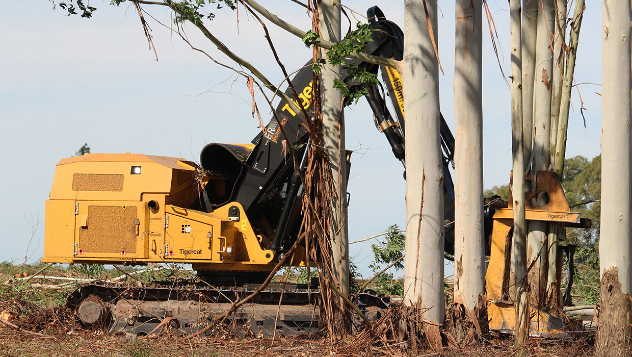 Image of a Mackolines Machines & Hire 855E track feller buncher working in the field