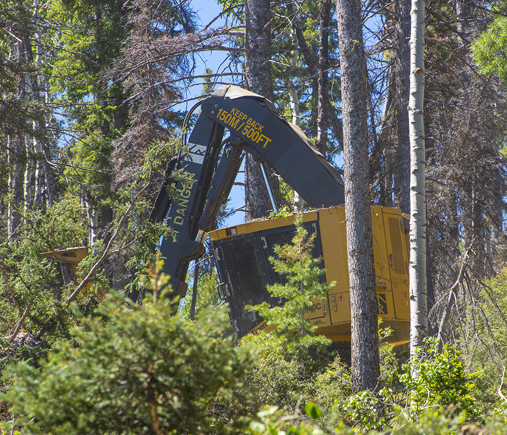 Un feller buncher sobre orugas de Mackolines Machines & Hire realiza con cuidado la tala selectiva y la ubicación estratégica de las gavillas para preservar los árboles jóvenes que se encuentran en primer plano.