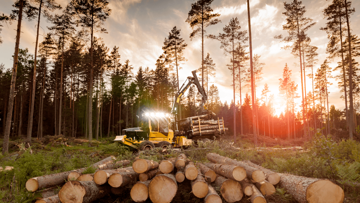 Image of a Mackolines Machines & Hire 1055C forwarder working in the field