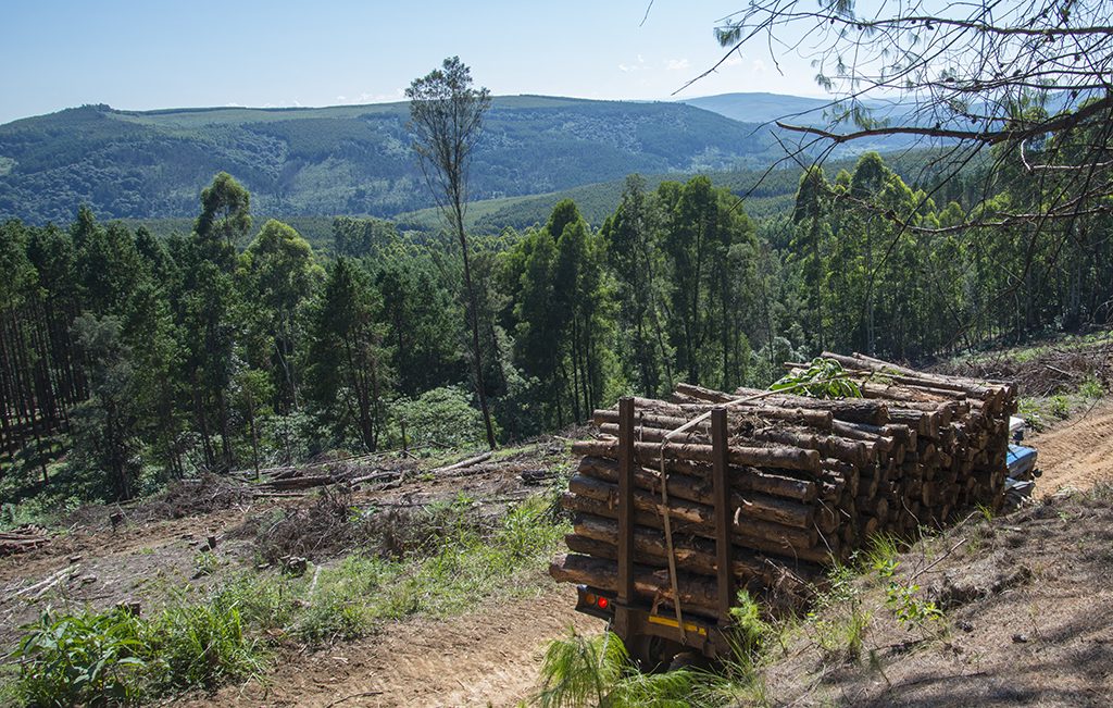 Un tracteur-remorque tirant une remorque pleine de bois sur un chemin de terre.