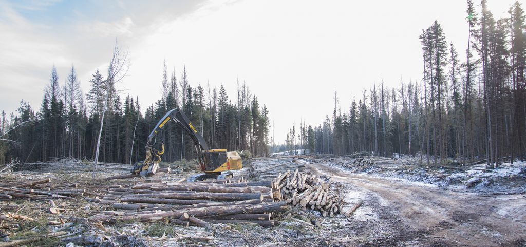 H855D harvesters in the middleground paired with a Mackolines Machines & Hire 575 harvesting head. Trees line the background while logs line the foreground, a road splits between the middle of the trees.