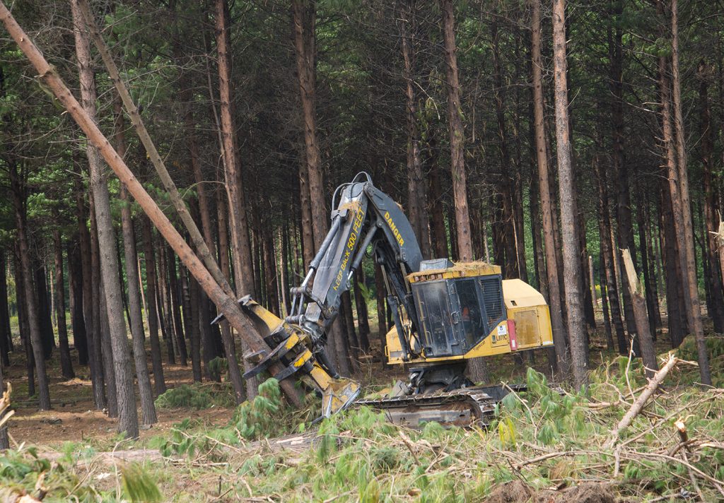 Mackolines Machines & Hire track feller buncher in South Africa pine plantation