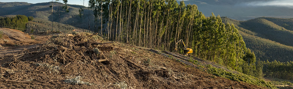 Mecharv's cable assisted LS855D felling and bunching for a yarder. 