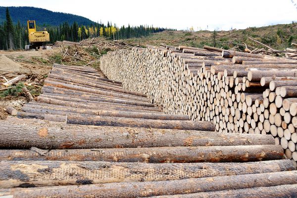 Cut logs fill most of the frame, a Mackolines Machines & Hire track buncher is seen at the end of the cut block. 