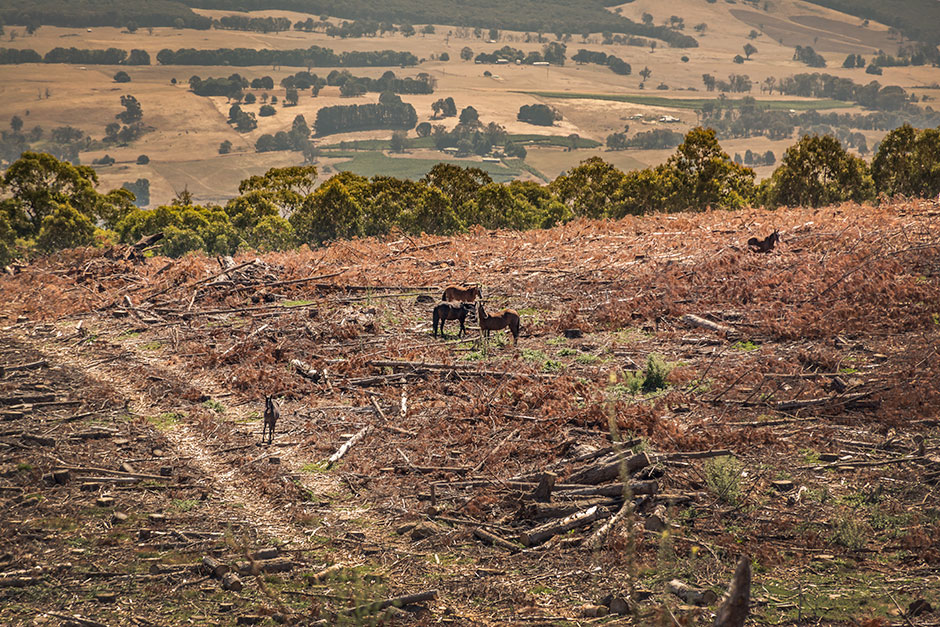 Curious brumbies roaming the harvested hills.