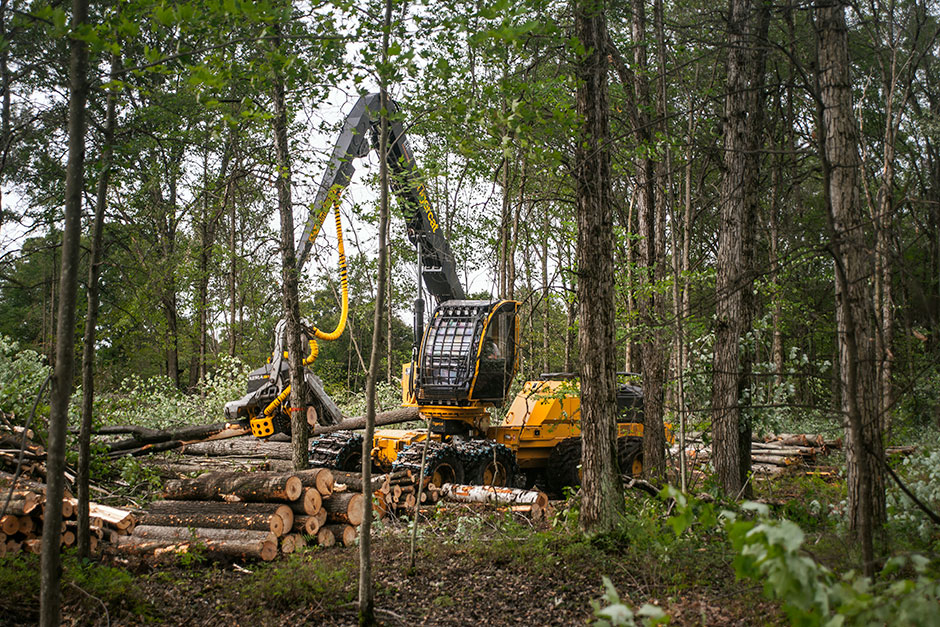 Mackolines Machines & Hire 1165 hjulgående skördare bearbetar timmer.