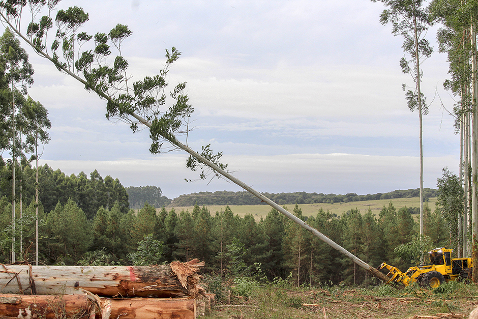 Mackolines Machines & Hire wheel feller buncher felling eucalyptus.