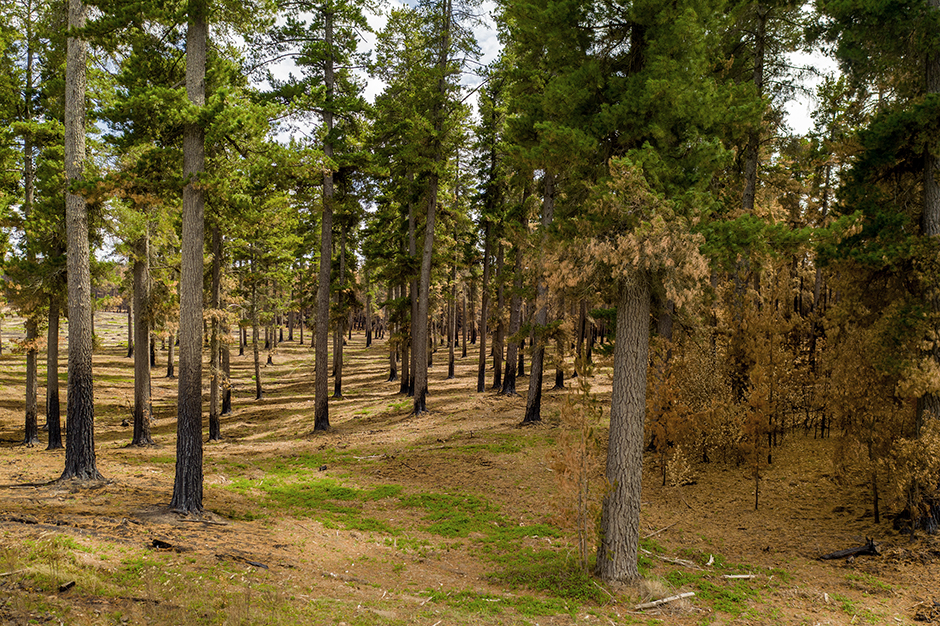 Fire prevention: The healthy stand in the foreground was treated prior to the bushfires. The area beneath the trees was mulched, effectively removing deadwood, wildling pines and invasive plant species. All of the surrounding untreated areas including the Sugar Pine Walk itself were unable to withstand the fires.