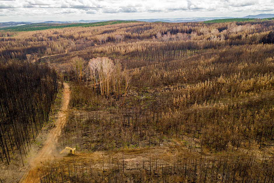 The 480B mulcher efficiently clearing unsalvageable burnt timber after the fires, in preparation for replanting.