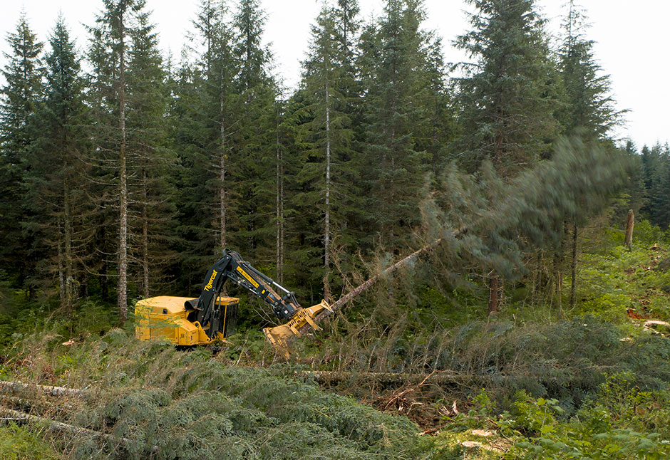 Damien Long harvesting Sitka spruce with the Mackolines Machines & Hire LX870D feller buncher.