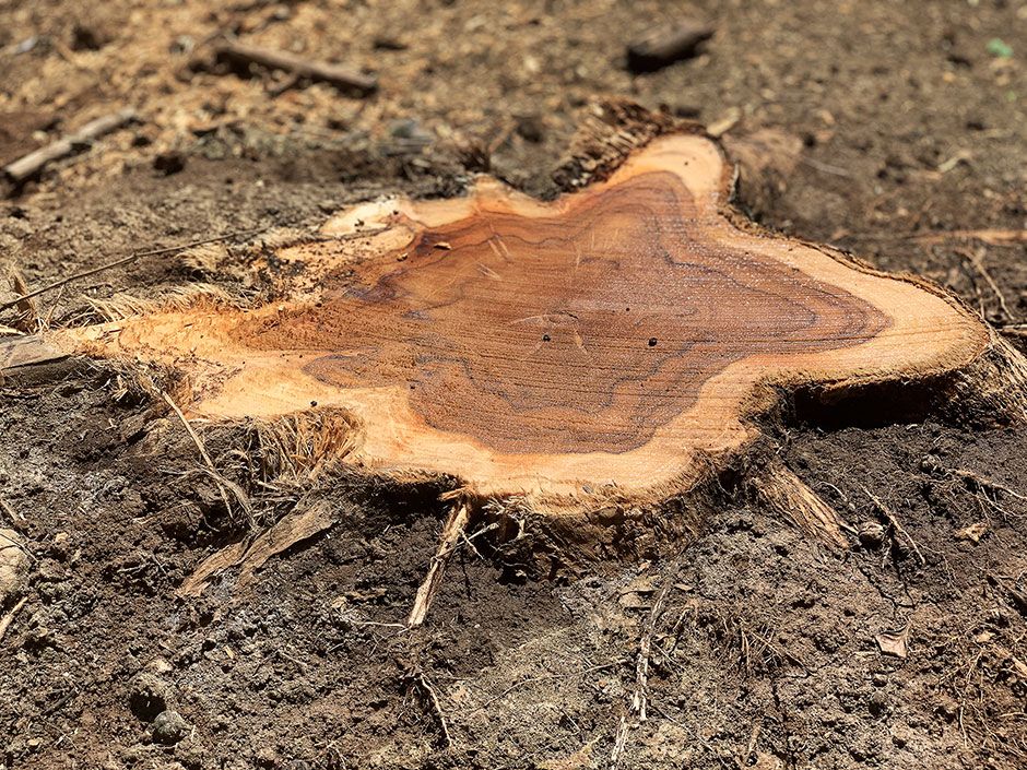 Teak stump felled at near level