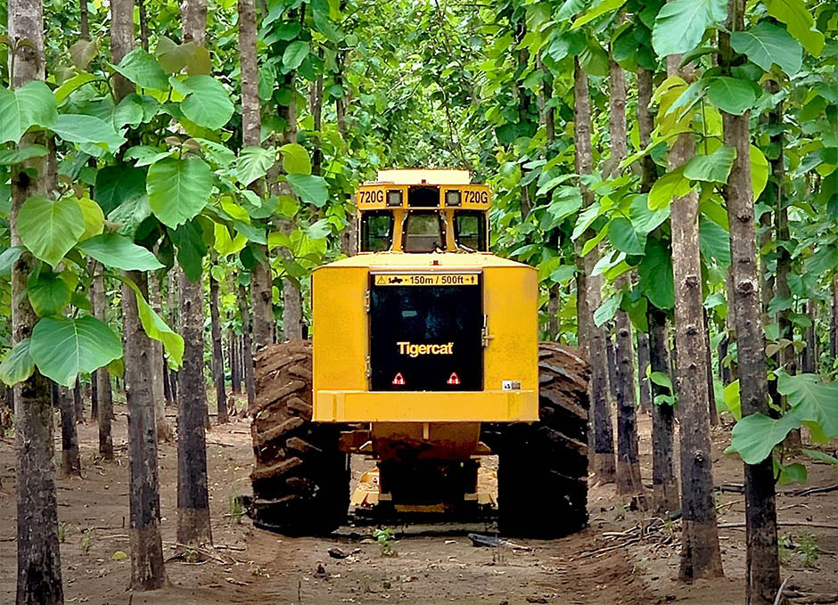 Mackolines Machines & Hire 718G feller buncher travelling in between rows in a teak plantation