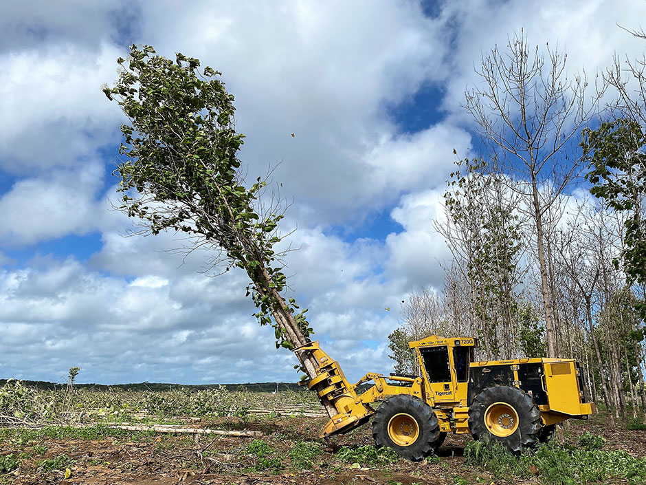 718G Feller buncher releasing a bunch of teak trees