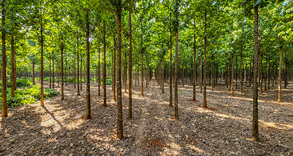 A photo of thinned plantation teak