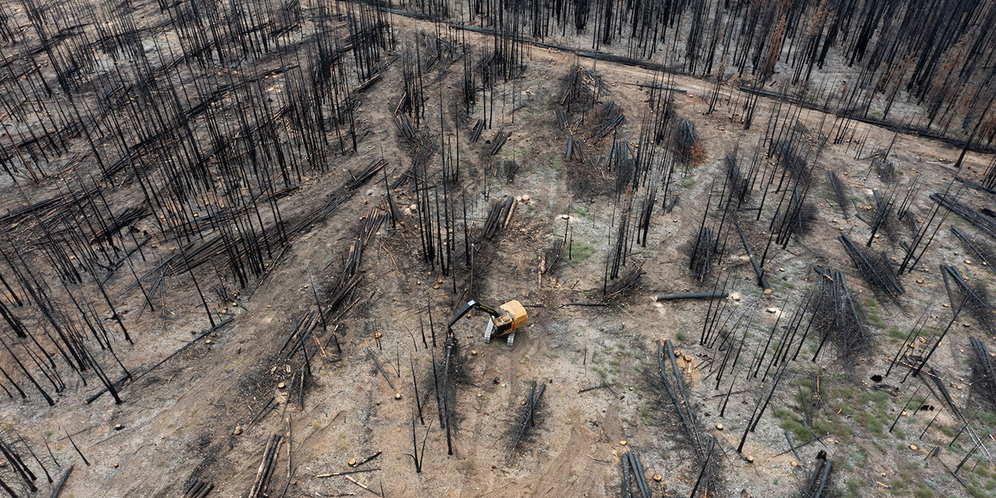 Burnt timber stand