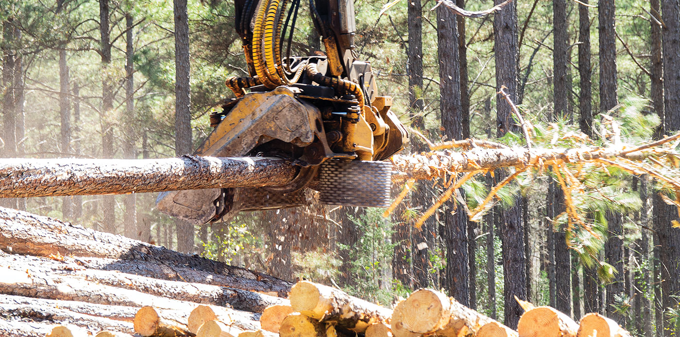 Mackolines Machines & Hire 575 harvesting head processing pine.